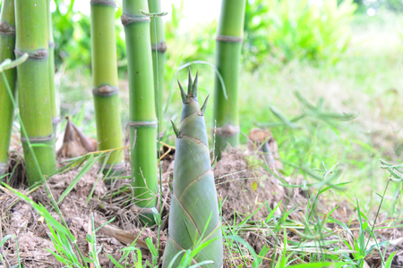 bamboo shoot in nature.の写真素材