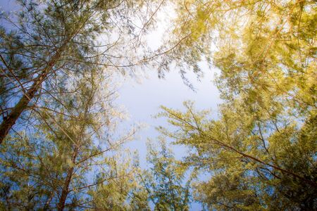 Blur of green natural treeの写真素材