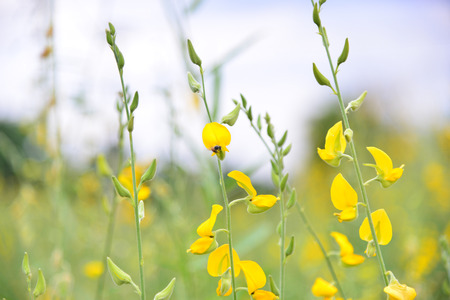Crotalaria gardenの写真素材