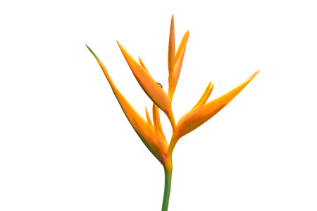 Bird of Paradise Flowers Isolated on a White Backgroundの写真素材