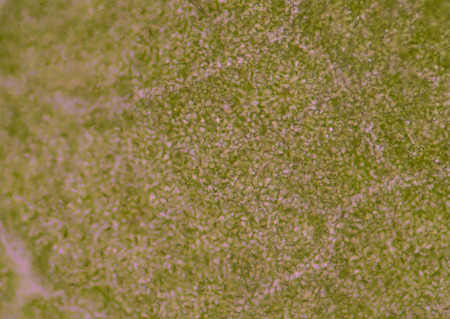 Blurred Green Leaf abstract texture nature background.