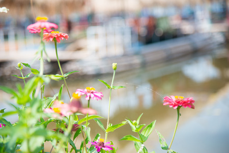 Zinnia floral in gardenの写真素材