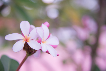 frangipani flowersの写真素材