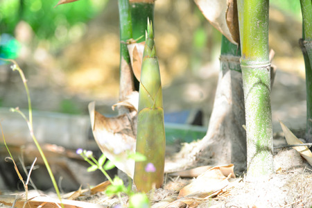 Bamboo shoot in nature.の写真素材