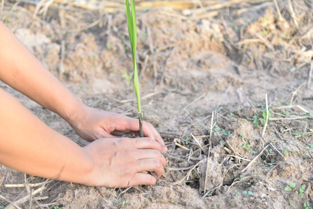 Agriculture