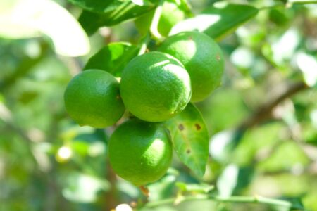 Green plant