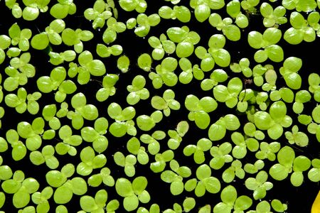 Plants background.の写真素材