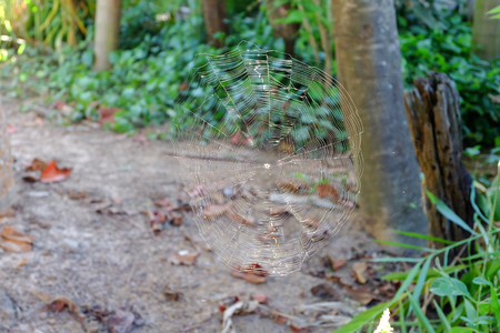 Cobwebの写真素材