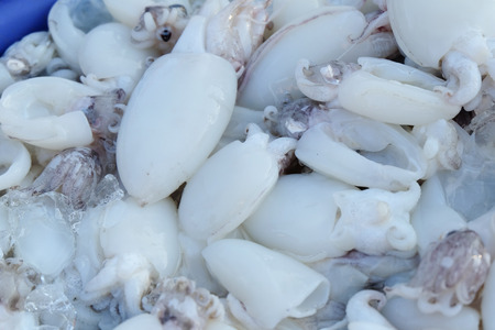Fresh raw squids in market.の写真素材