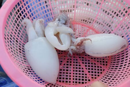 Fresh raw squids in market.