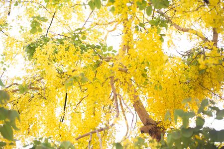 Golden showerの写真素材