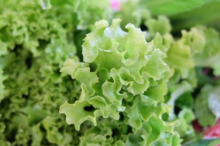 Fresh lettuce leavesの写真素材
