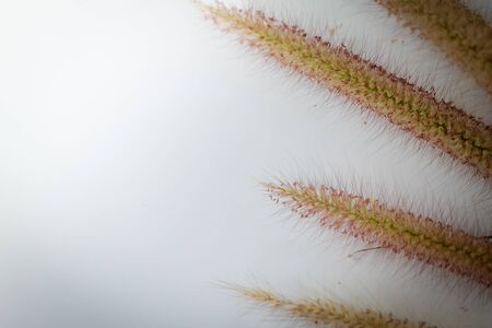 Dried flowerの写真素材