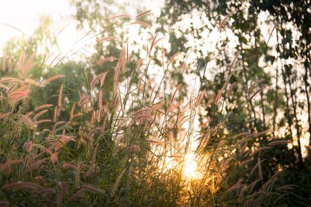 spring grass fieldの写真素材