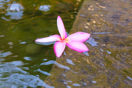 Pink Plumeria in water.の写真素材