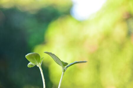 Plants growingの写真素材