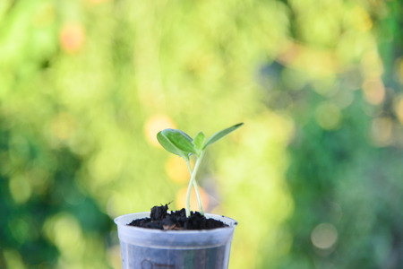Plants growing on green nature background.の写真素材
