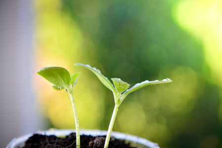 Plants growing on green nature background.の写真素材