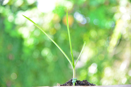 free space on green nature background.の写真素材