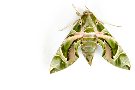 butterfly on white background.の写真素材