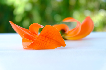 buteaの写真素材