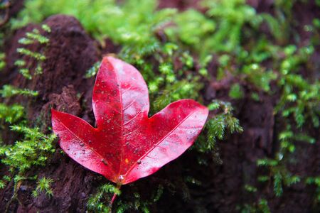 maple trees background.の写真素材