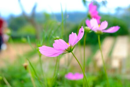 cosmos flowersの写真素材