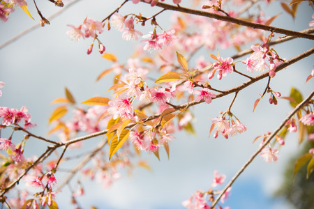 Wild Himalayan Cherryの写真素材