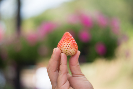 Blurred stawberry in handの写真素材