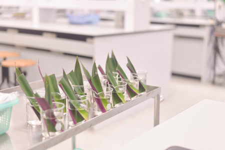 blurred sterio microscope in biology laboratory in whiteの写真素材