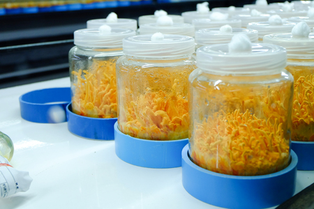 Cordyceps militaris in mushroom farm