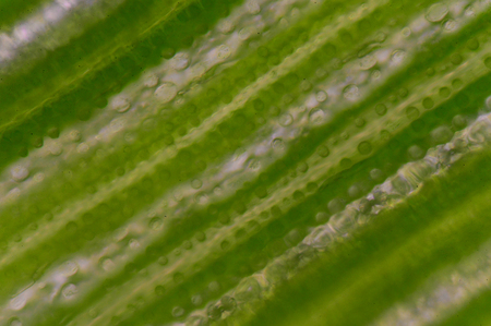 Abstract Plant cells science background.