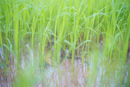 Green rice nature background.の写真素材