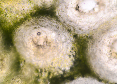 Bergamot green skin cells shooting with microscope.の写真素材