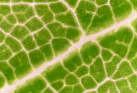 Green leaf plants cells background find with microscope.の写真素材
