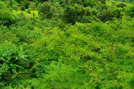 Green leafの写真素材