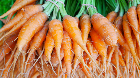 Baby carotの写真素材