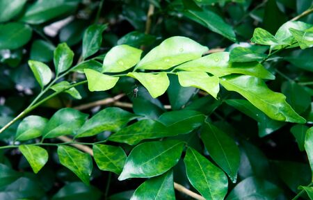 green leaf nature abstract background.の写真素材