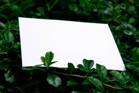 White card on green leaf background.の写真素材