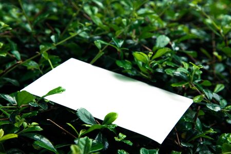 White card on green leaf background.の写真素材
