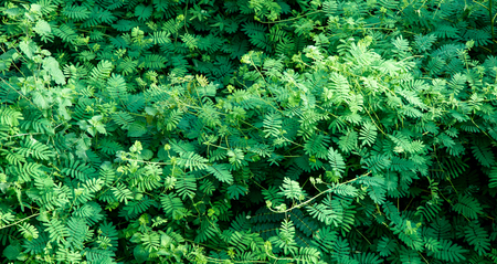 green leaf nature abstract background.の写真素材