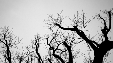 Dark branch in halloween background concept.の写真素材