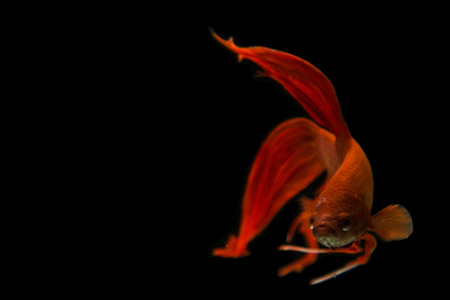 red fish fight on black background.の写真素材