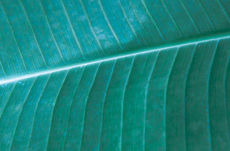 Abstract green leaf banana nature background.の写真素材