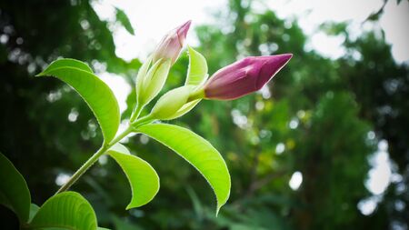 Purple Bignoniaの写真素材