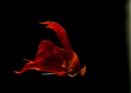 red fish fight on black background.