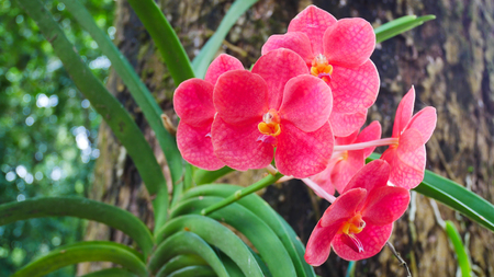 Red orchid with green leaf natureの写真素材