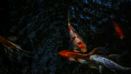 Blurred Crap fish underwater.の写真素材
