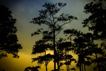 Pine trees background.の写真素材