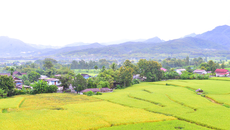 Green rice filde in Pua Nan Thailand.Shooting at Puket temple.の写真素材